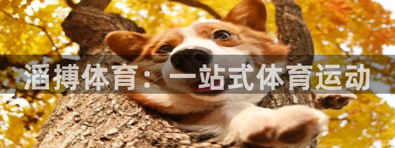 滔搏体育：一站式体育运动