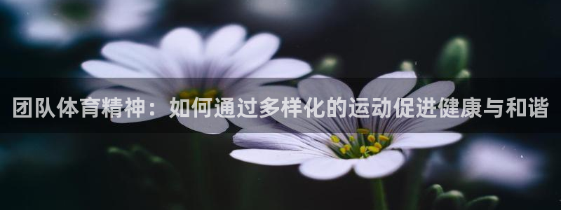 团队体育精神：如何通过多样化的运动促进健康与和谐